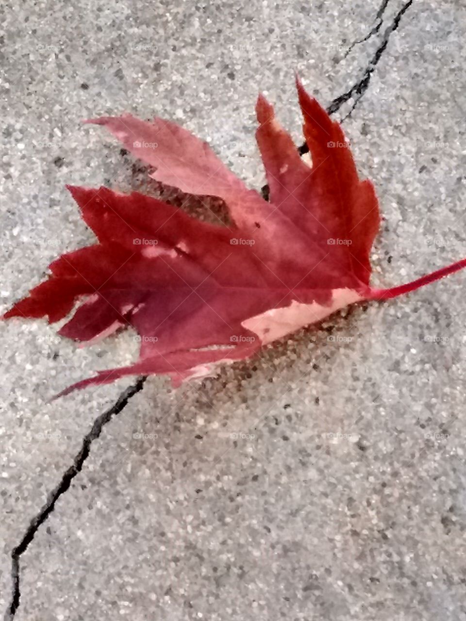 leaf on a crack