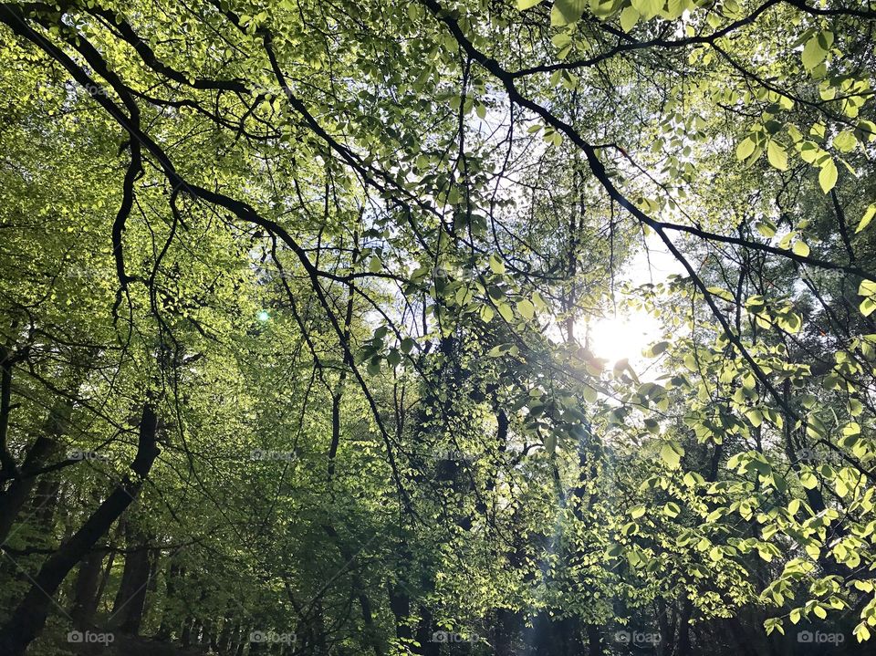 Sunlight through the trees at Biddulph Country Park. England. 