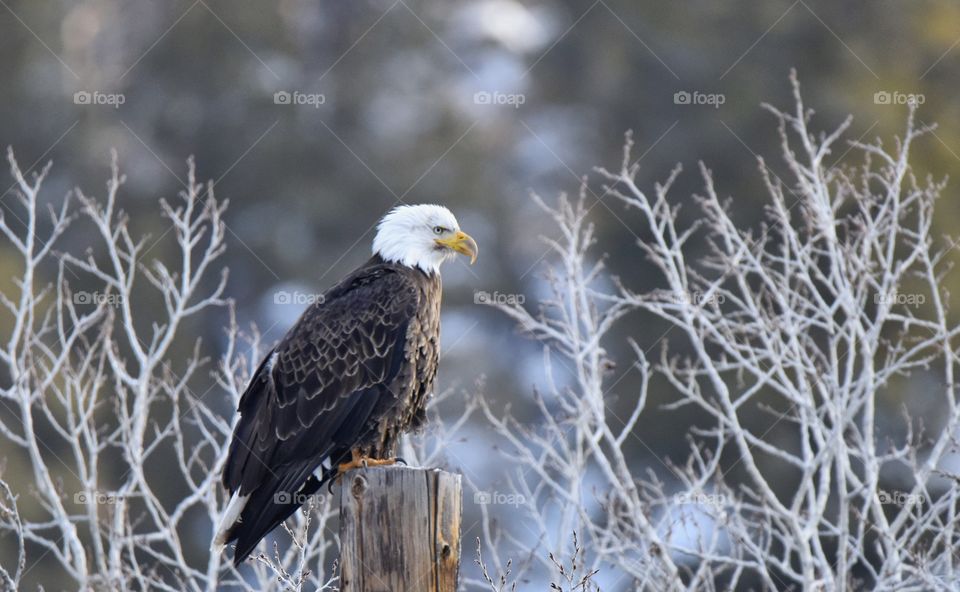 A rugged bald eagle perched on a wooden pole on a frigid mountain morning. Background is woods.