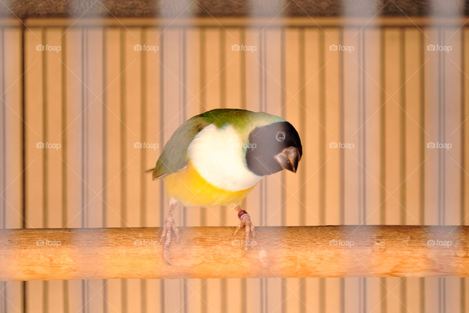 Gouldian finch inside cage