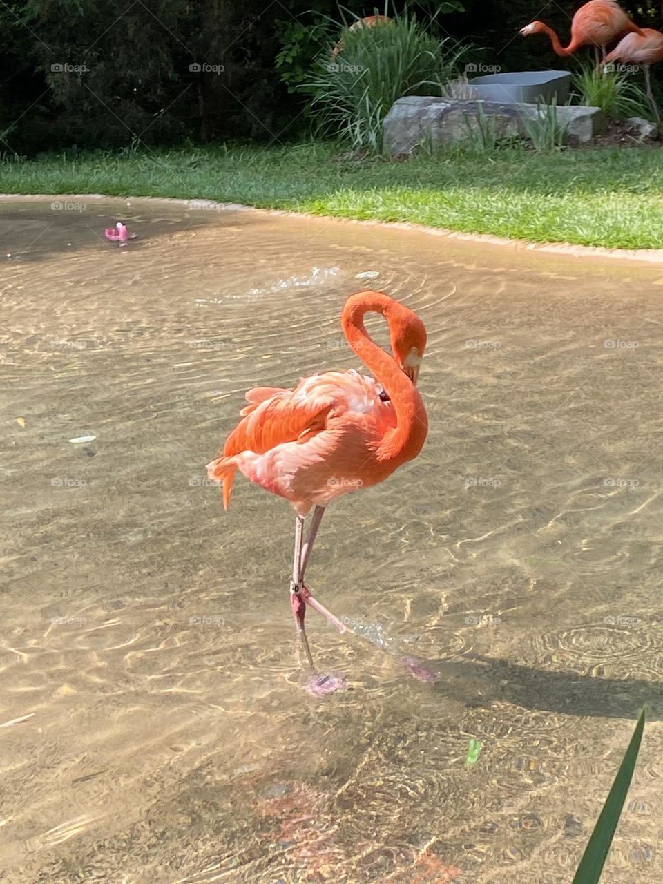 Flamingo  