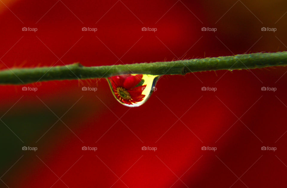 Macro shot of a droplet with a flower reflection 