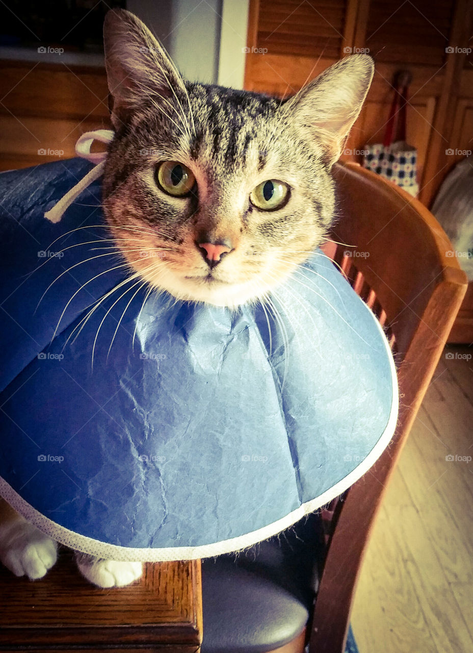 Cat in Cone