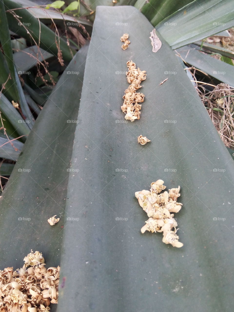 Cactus, No Person, Desert, Garden, Flower