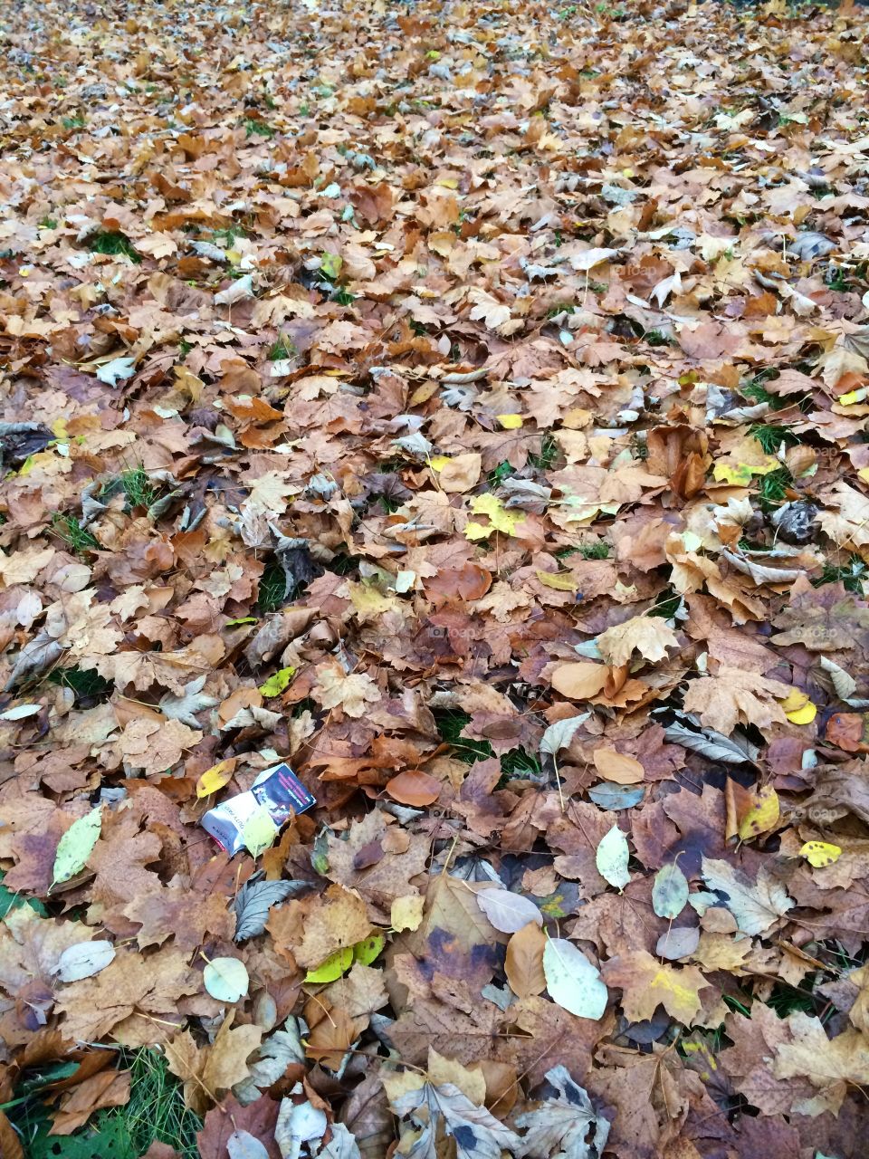 Autumn leaves