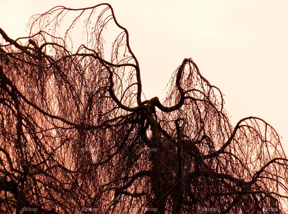 Low angle view of a tree