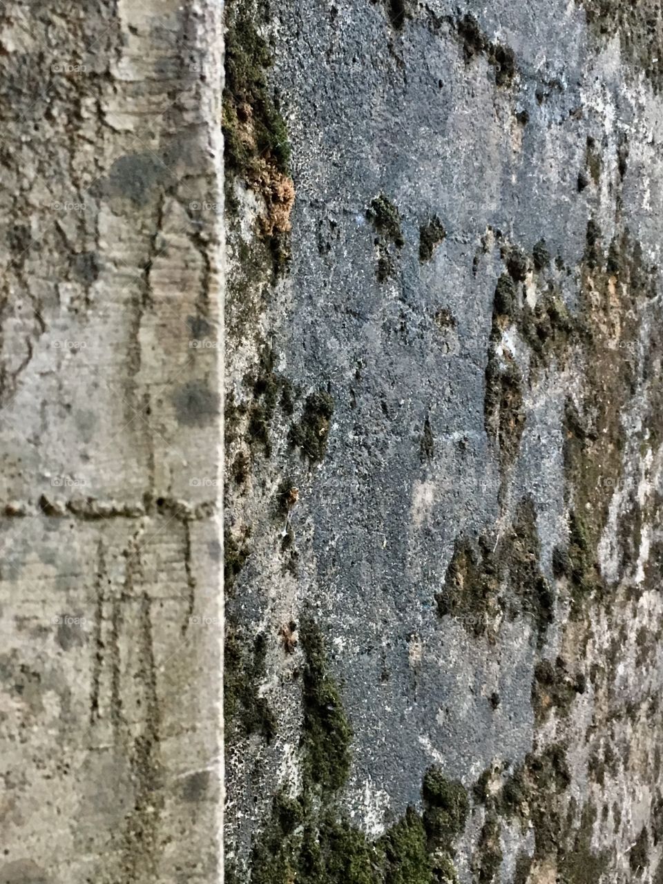 A moss covered wall showing the decay and texture of the cement 