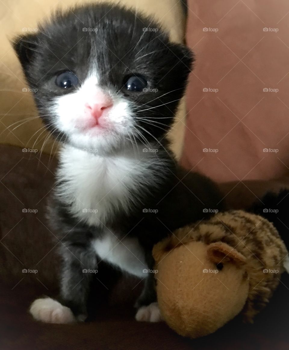 Cute baby kitten 