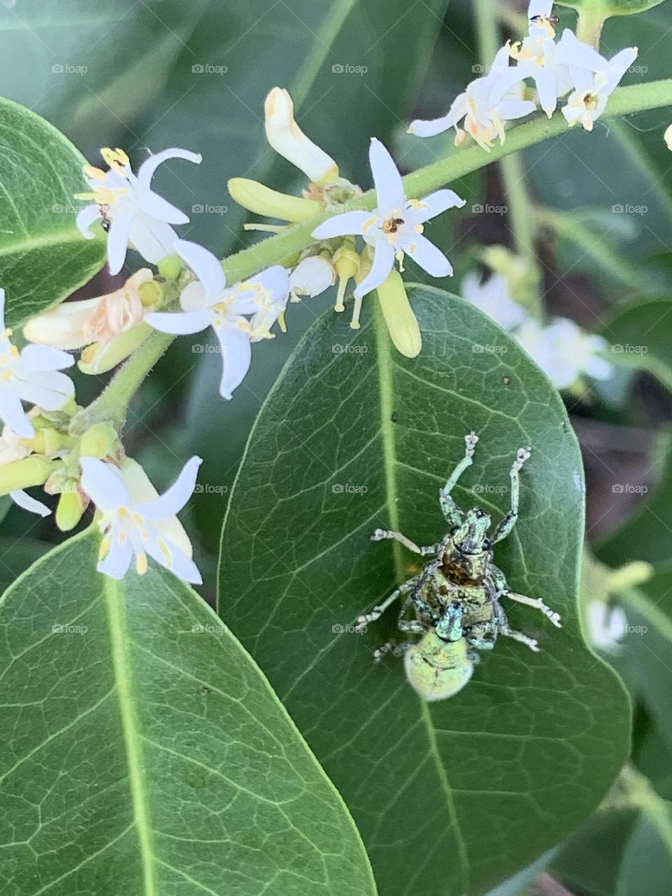 Your Best Macro shot, My garden (Countryside)