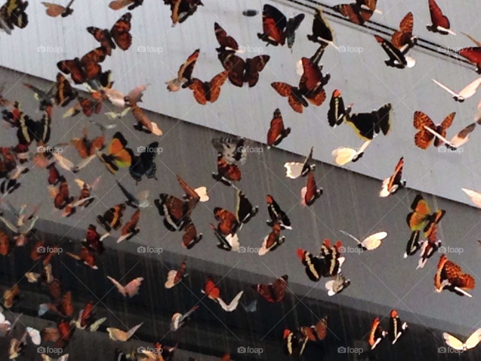 Butterfly installation art piece 
