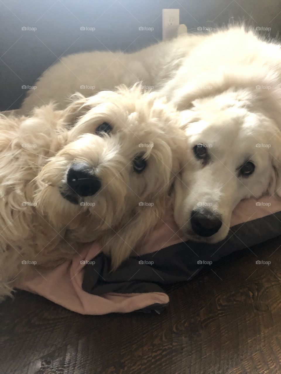 Two cute, sweet, super floofers snuggled into a sweet little cuddle puddle. 