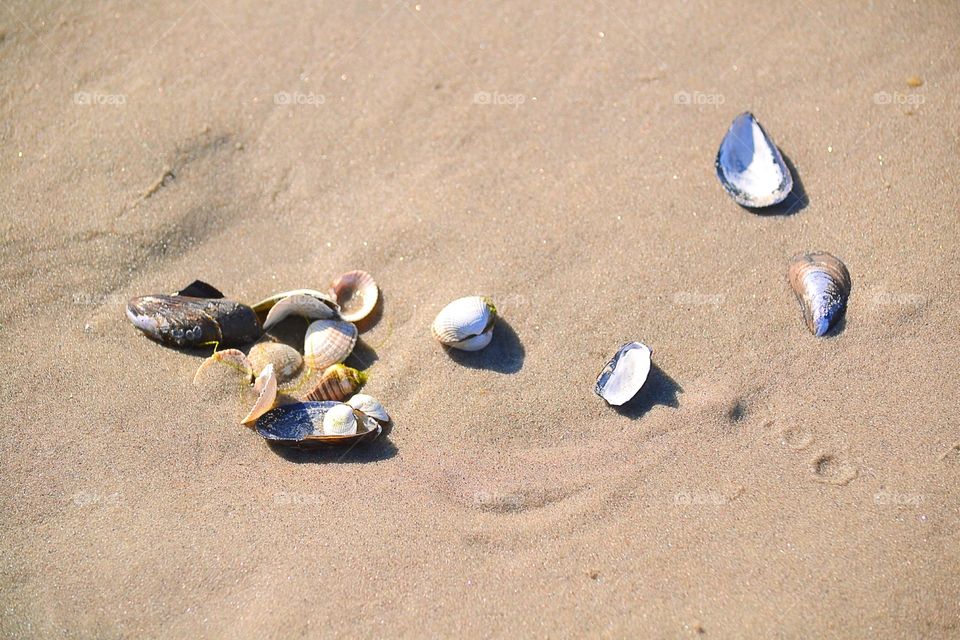 Shells in the sand