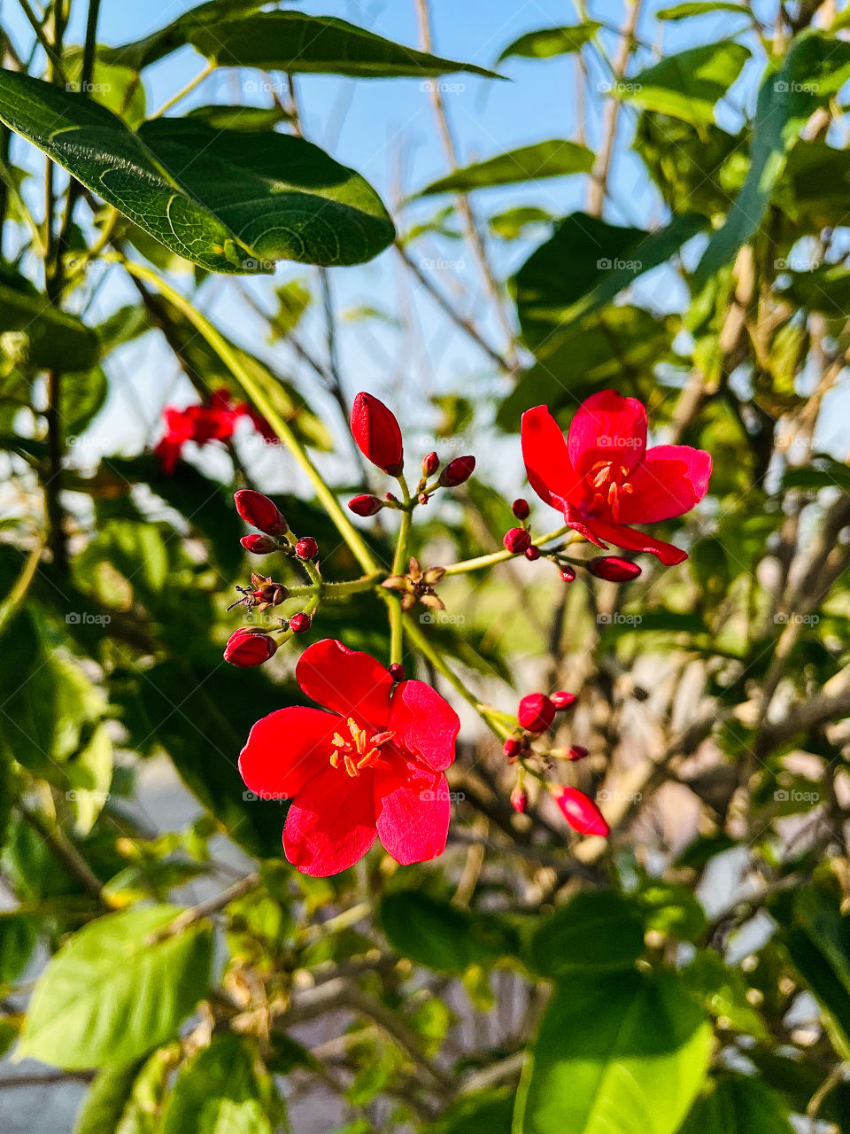 Plant portraits Red flowers 