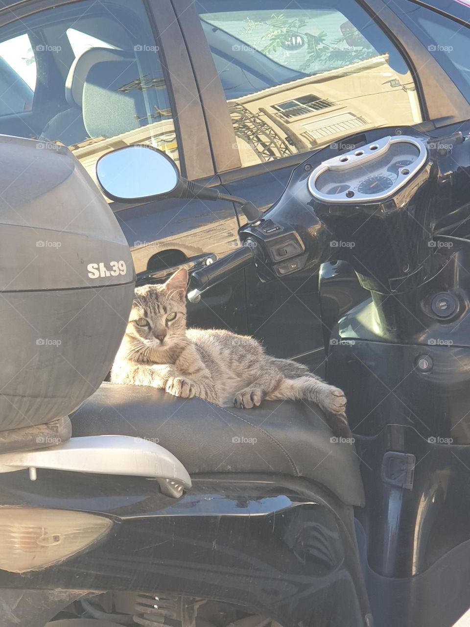 Cat#animal#relax#moto