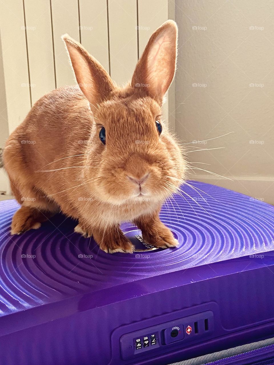 The traveling bunny