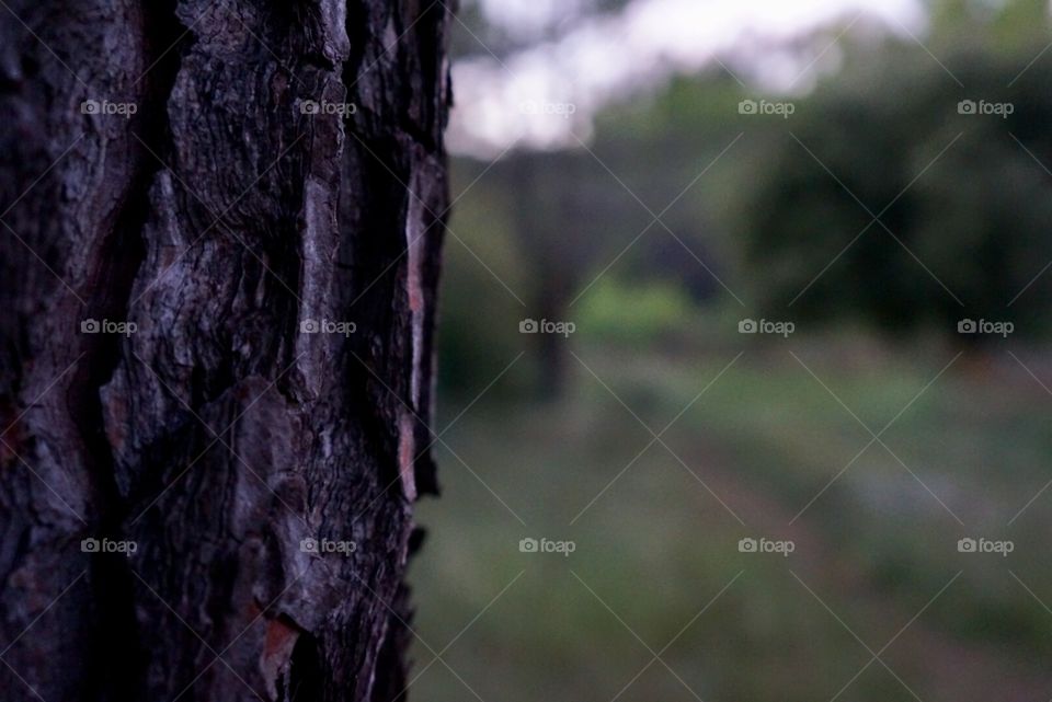 Tree, Nature, Wood, No Person, Outdoors