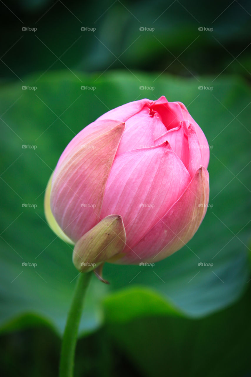 Pink bud of lotus flower.