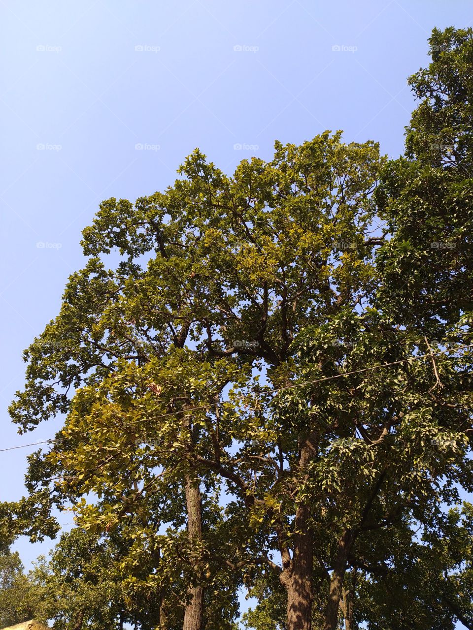 Trees enjoying the warmth of winter sunshine on the way to Deoprayag