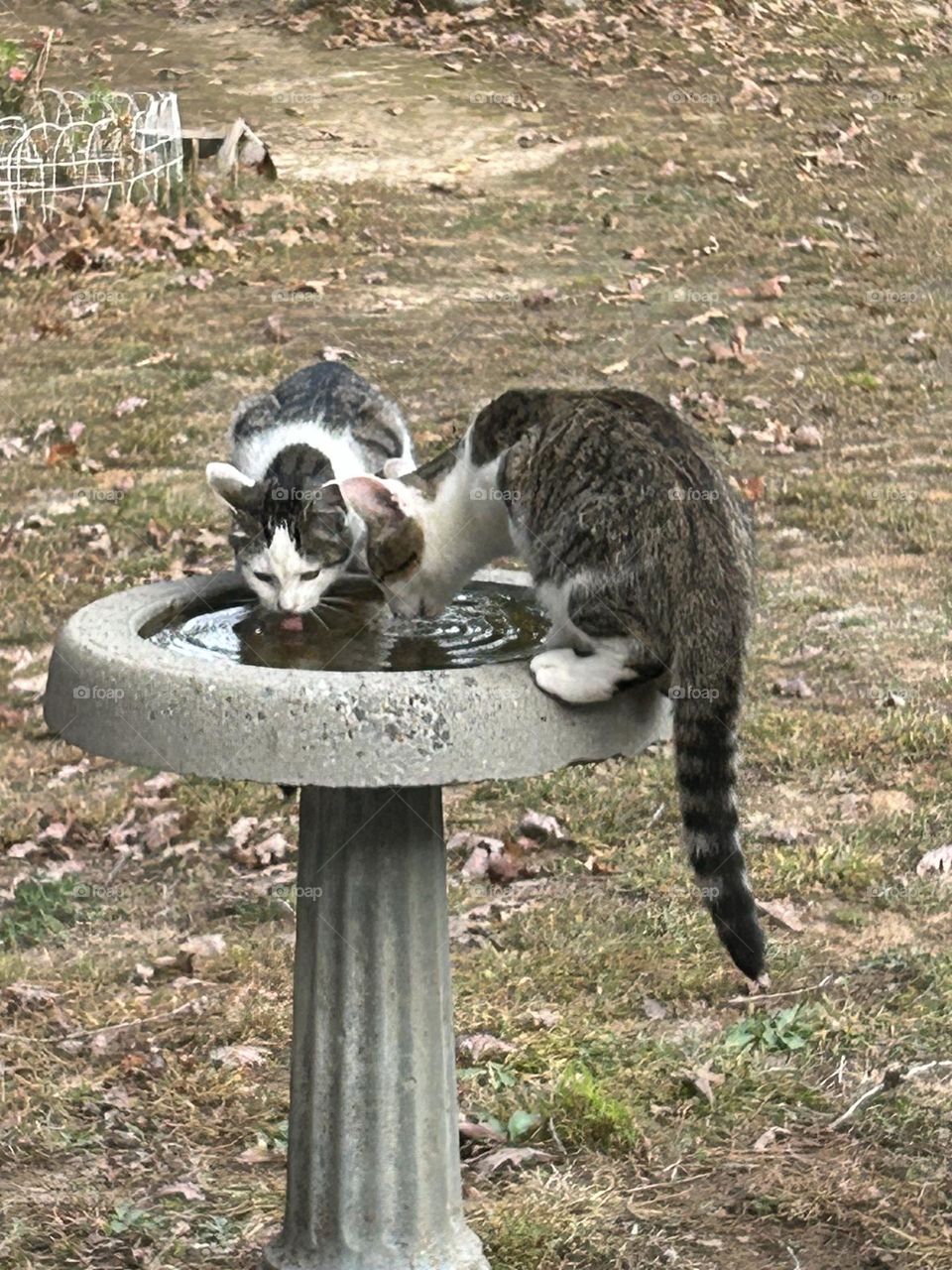 Two cats sharing a drink