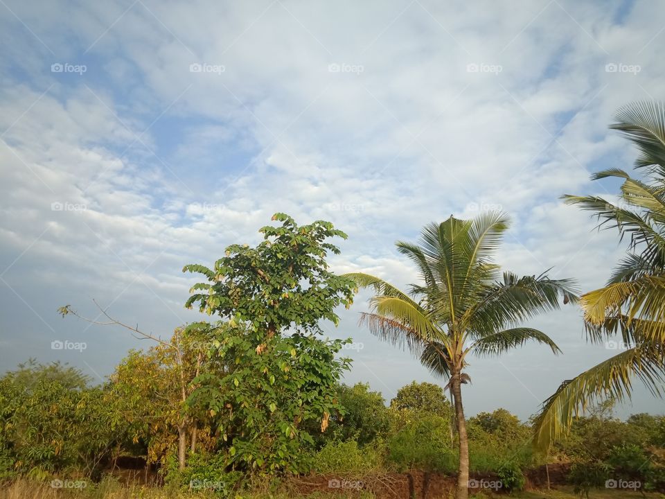 Tree green plants and sky