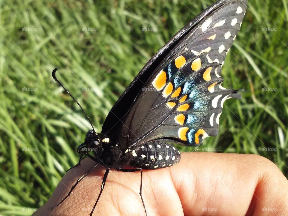 black swallowtail butterfly. my wife holding a garden guest