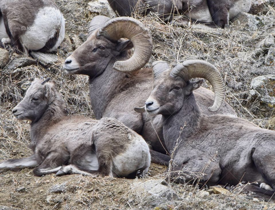 Bighorn sheep basking in the sun on a warm day in the mountains. Sunshine and wild grasses add cozy elements to this natural shot. Two rams near a baby.