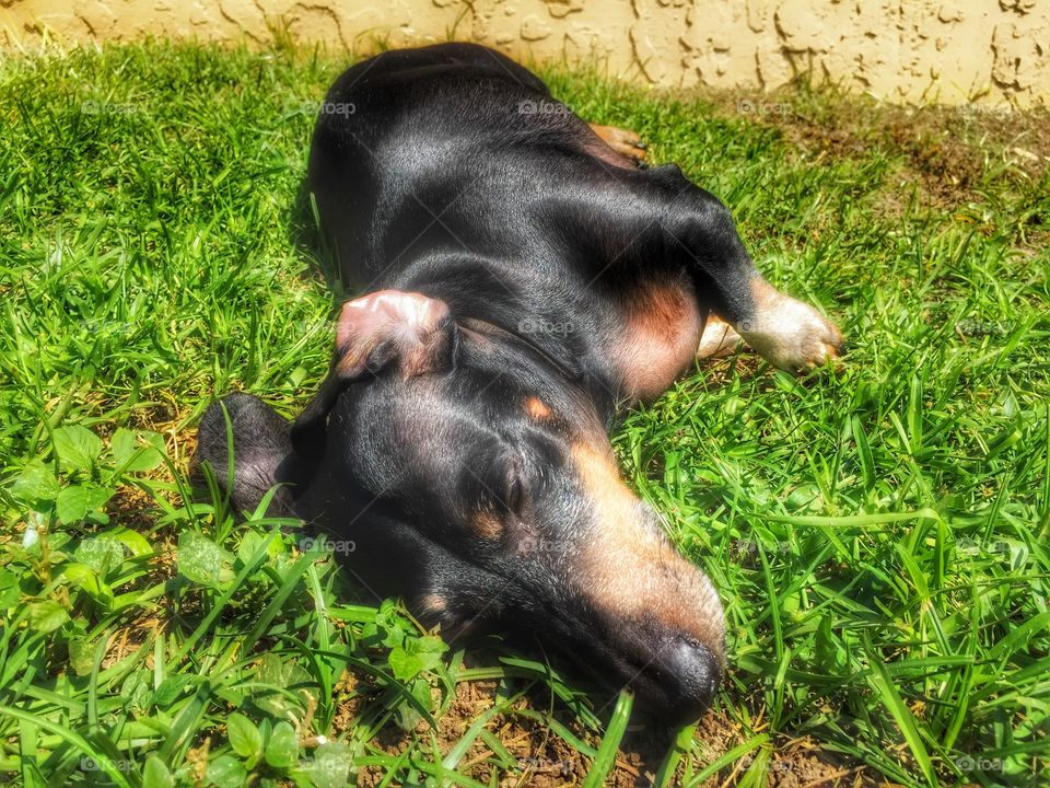 Sunbathing in Florida. Beckham loves the sun. Since we live in Florida he gets a lot of it. 