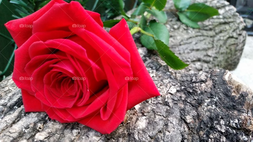 lush red rose on a log
