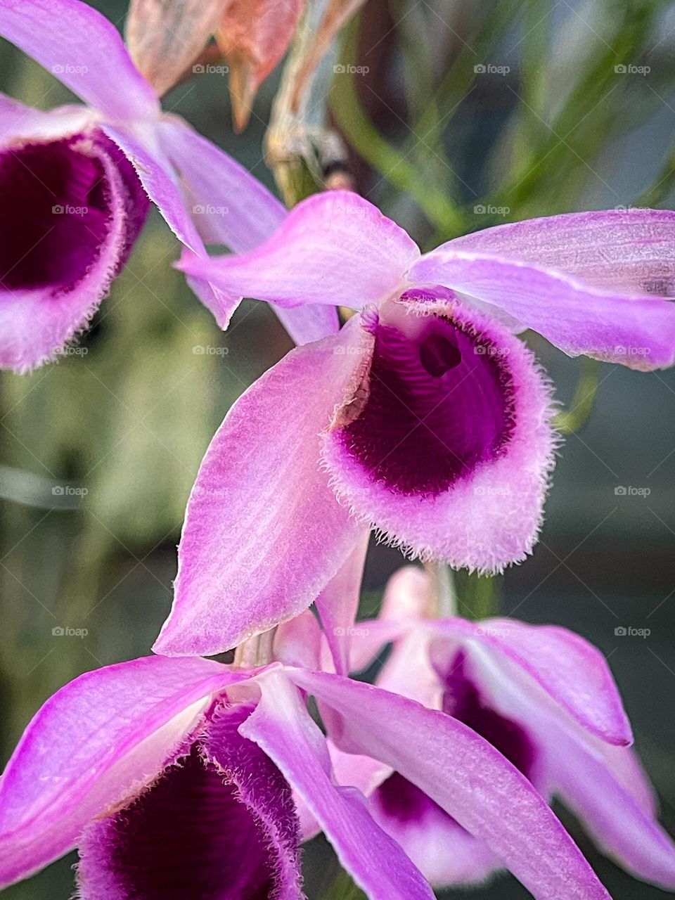 Close up view of a wild orchid with pinkish with macro background 