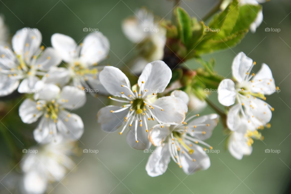 Cherry blossoms with green background