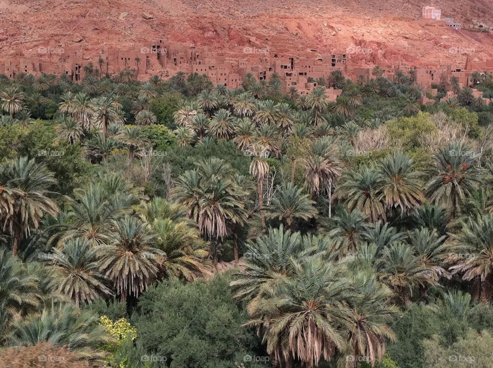errachidia oasis