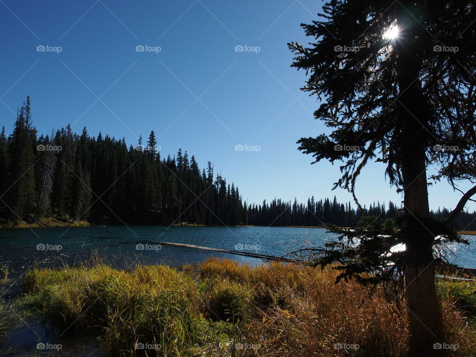 Oregon’s beautiful Deschutes River at Blue Hole near its headwaters in the forest with the wild grasses on its banks in splendid fall colors of yellow, red, and orange on a sunny autumn day.