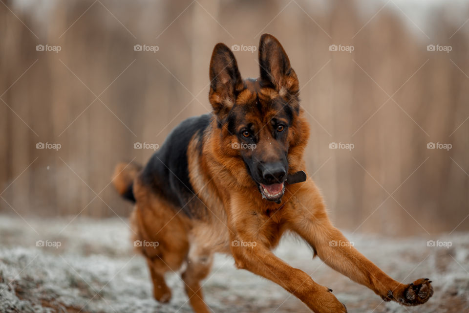 German shepherd dog walking outdoor at frozen day