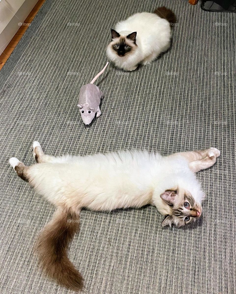 Siblings Sacred Birman cats laying on the carpet with big toy rat 