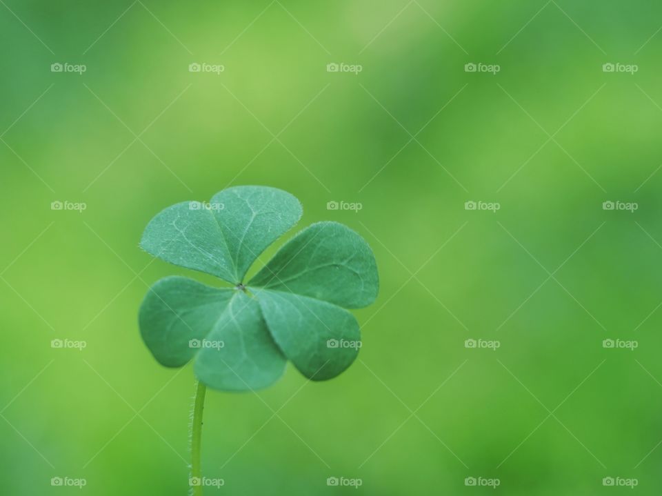 Clover leaves