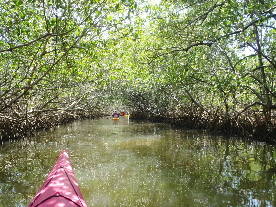 kayaking through mangroves in Florida