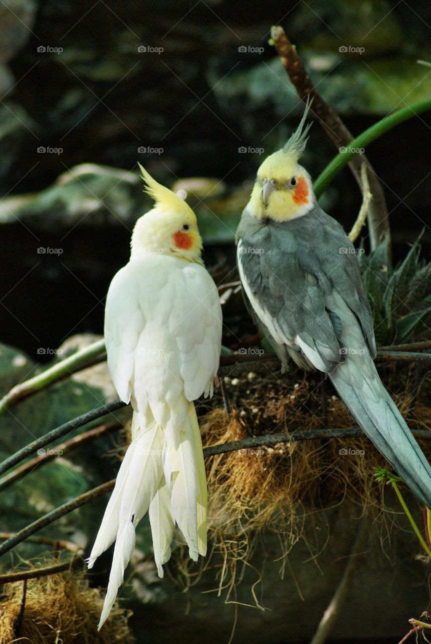 Cockatiels in love