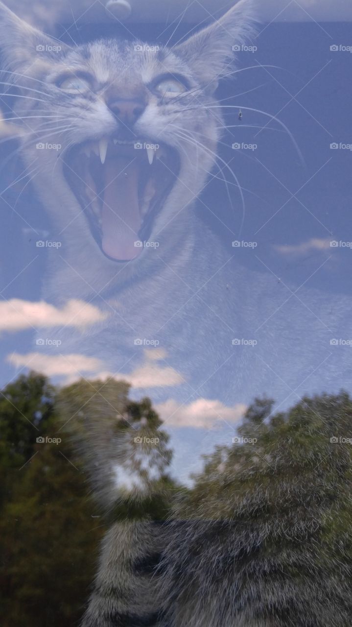 Cat in the window, taken from the outside