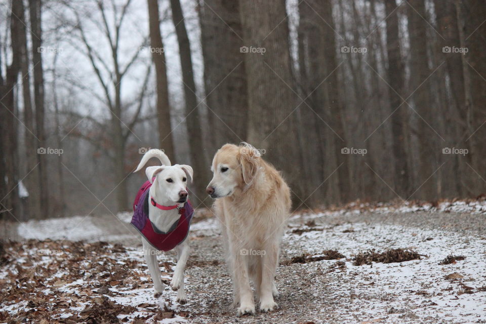 Sisters out for a walk in the woods 9n a cold winter day