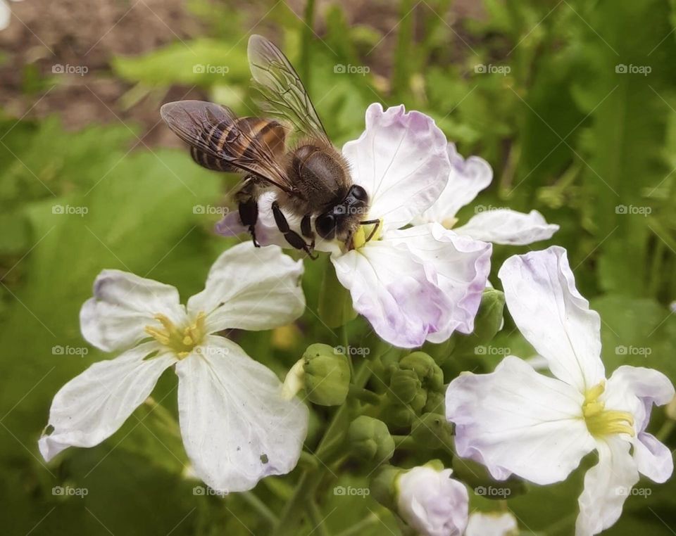 Flowers are blooming and everyone would be able to feel this amazing smell in the air and enjoy the beauty of their bloom! Spring a common favorite season because of the warmth and life associated with the season. 