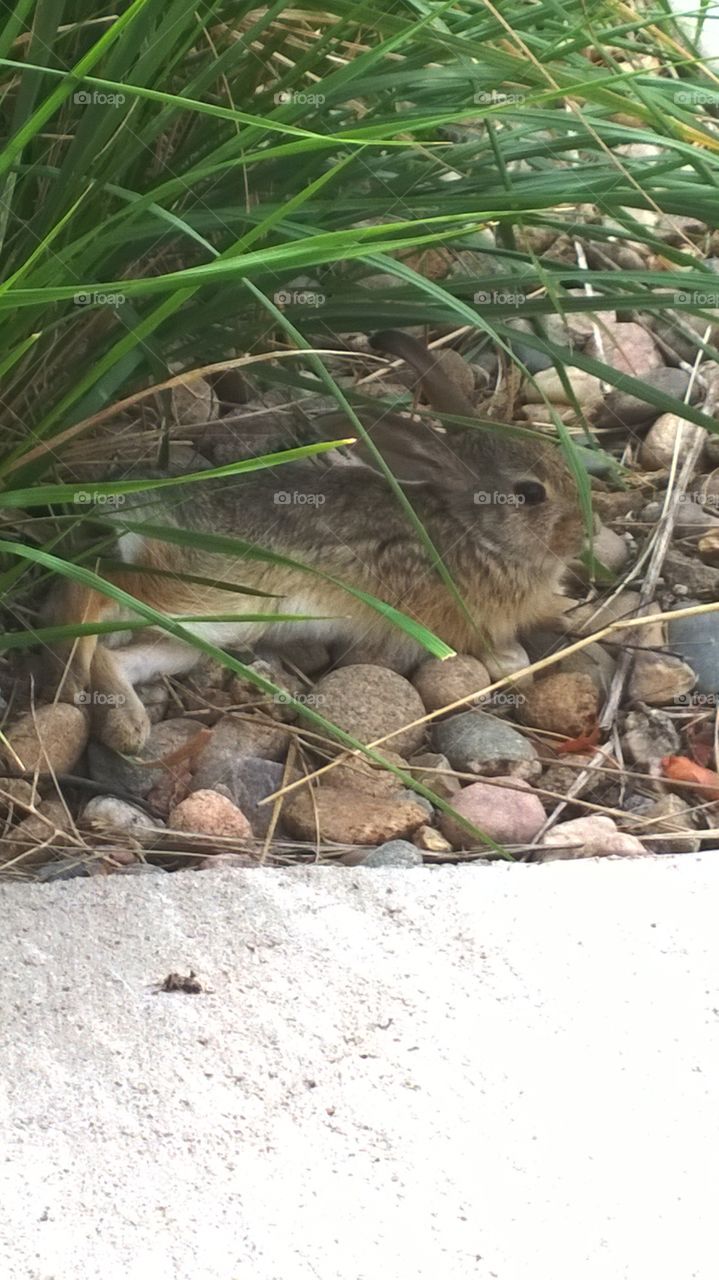resting bunny