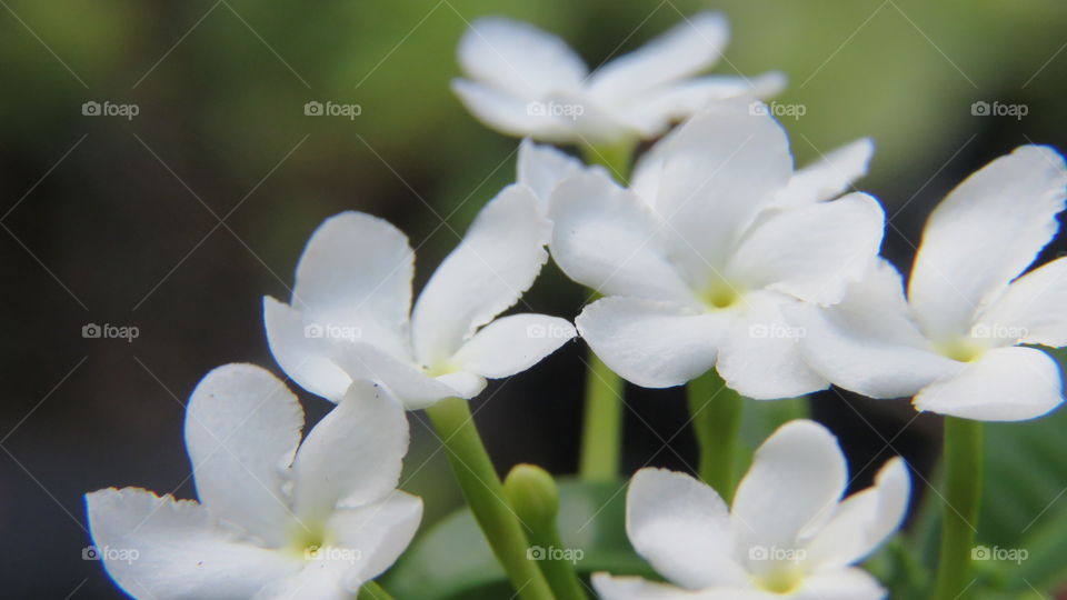 White flower in closeup