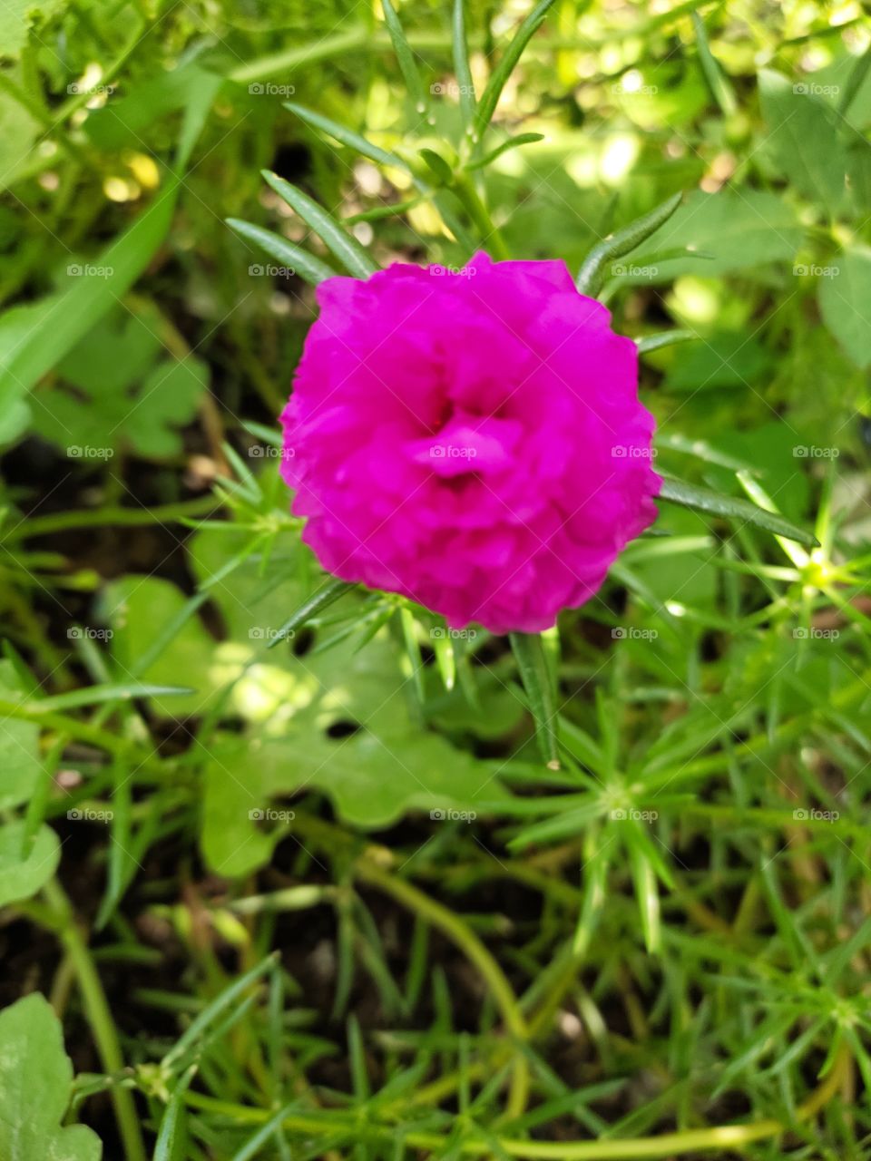 Amazing Natural Beauty
Grooming Flower 🌺🌺
☘️☘️🌿🌿🌿🌿