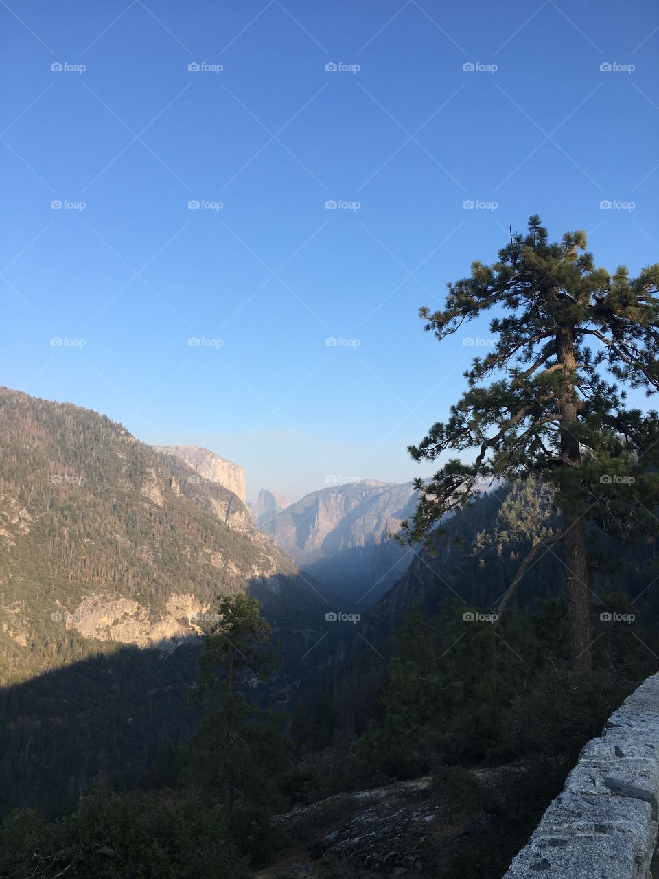 A view of Yosemite valley with a lone pine tree overlooking just the edge of El Capitan Mountain. The depths of the valley are slightly hazy and the sky is clear and blue. 