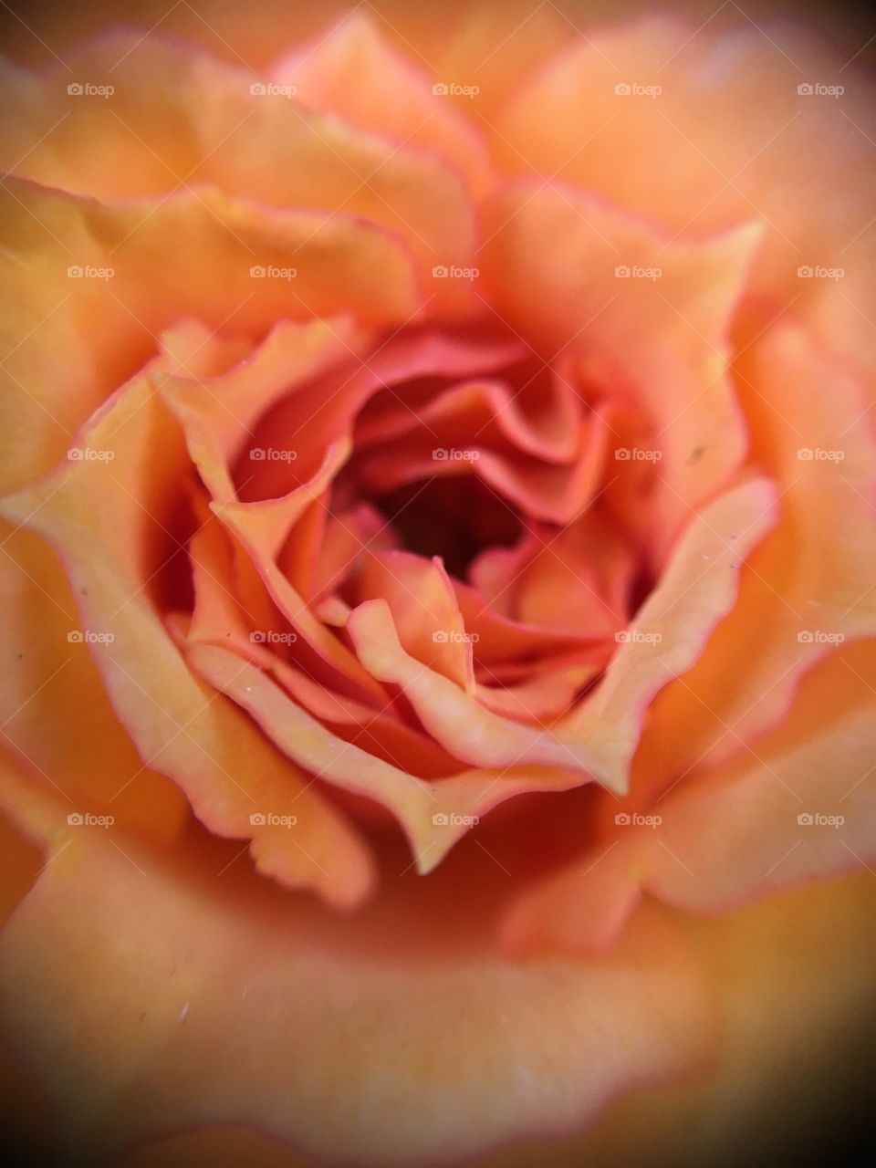 Closeup of orange rose