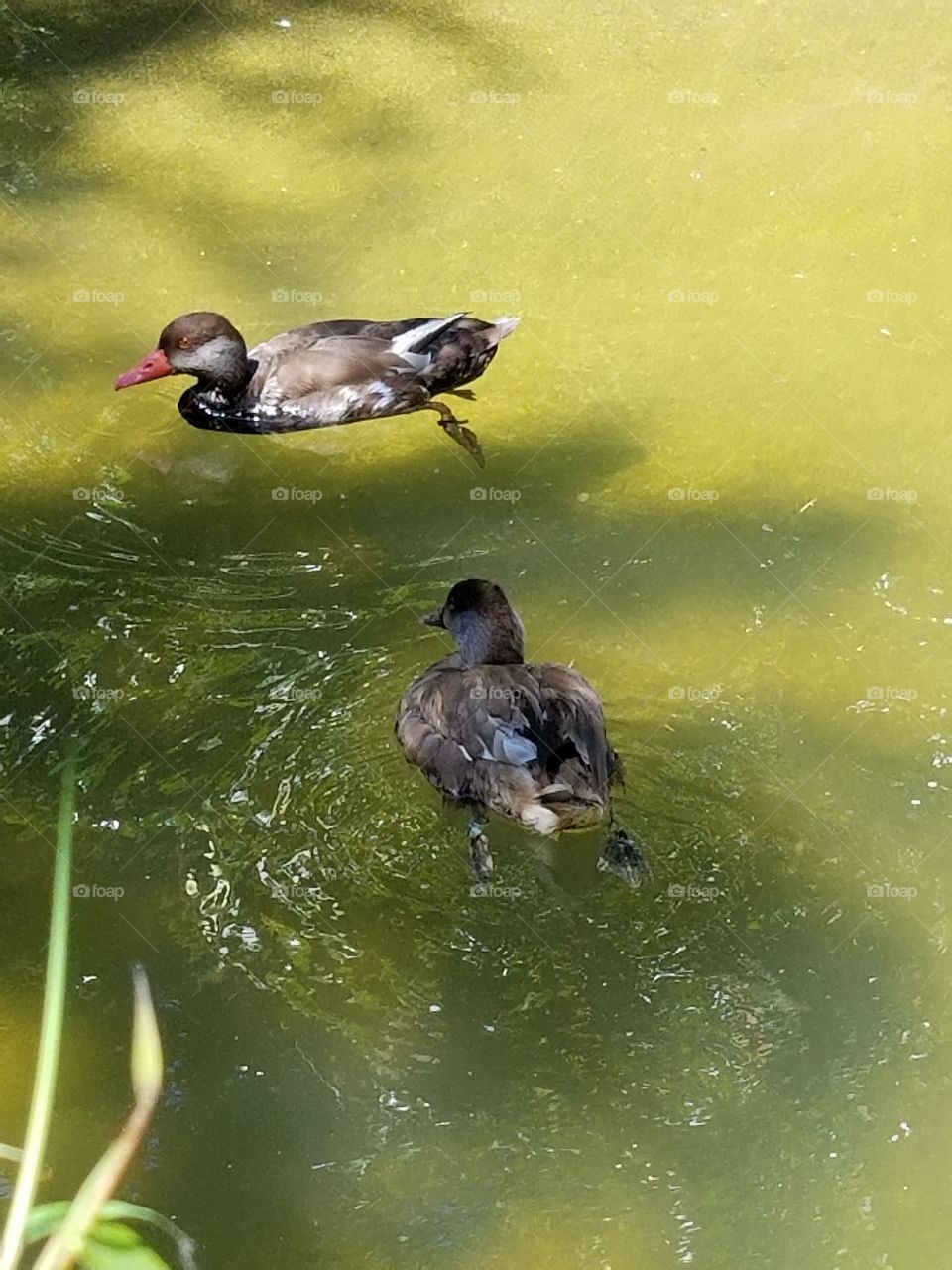 duck nature