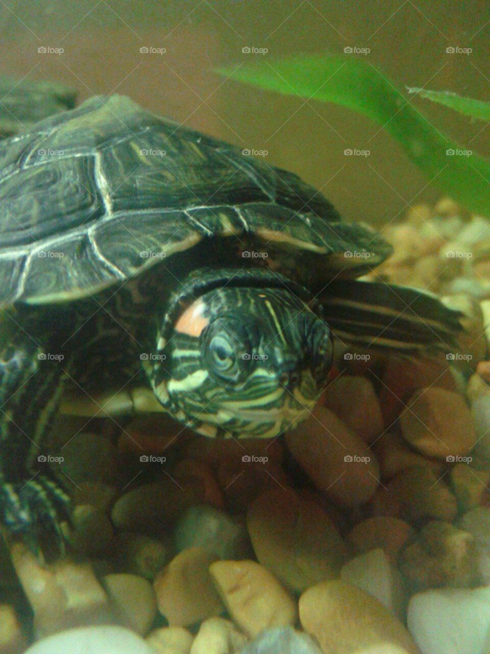 Sally. My pet turtle Sally. I set her free shortly after this was taken.
