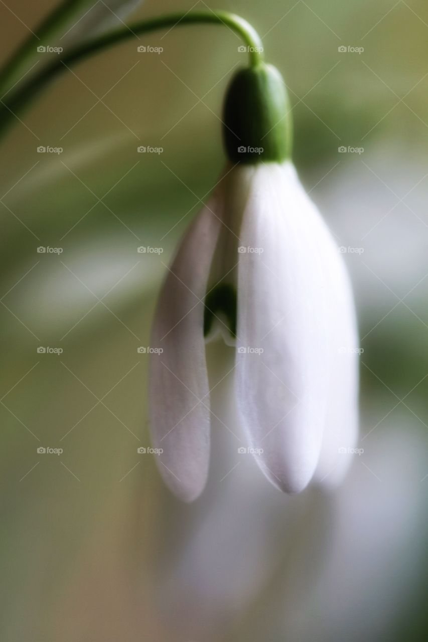 A pure white snowdrop heralding the onset of spring.