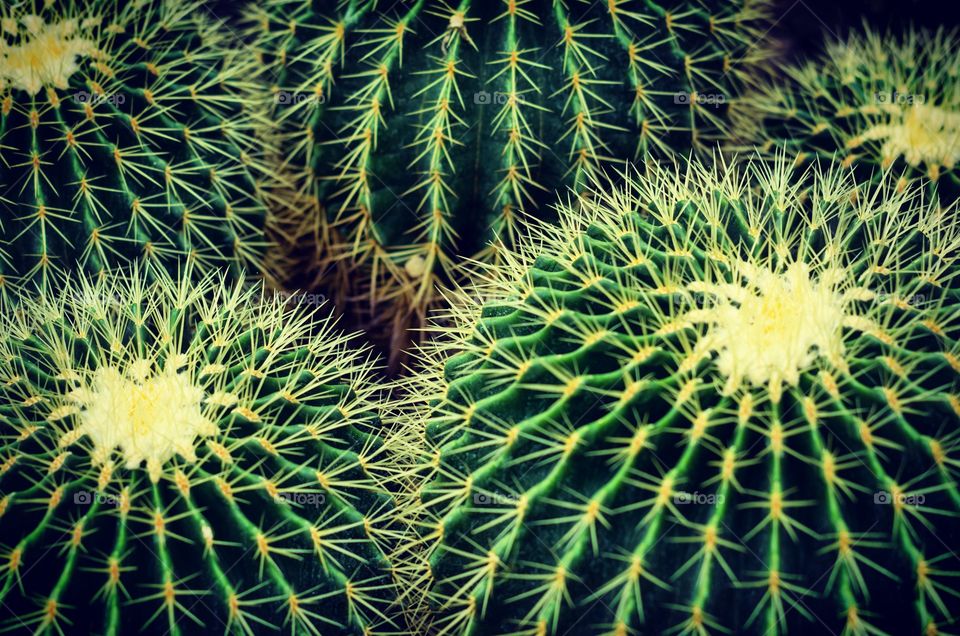 Close up of Echinocactus grusonii or Golden Barrel cactus