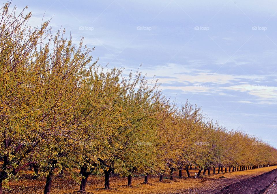 California fall time